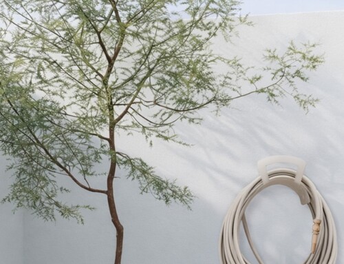 REINA BATATA MAYORISTA